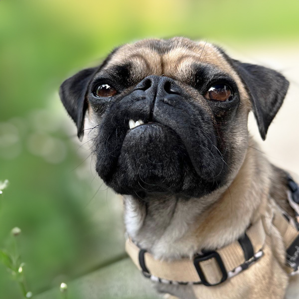 Kanzlei - K9 Rosa ROSA